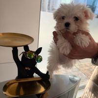 Maltese mini toy