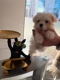 Maltese mini toy