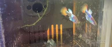 Guppy