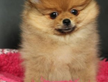 Spitz maschio