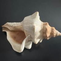 Grande Conchiglia Murice 15 cm Mediterraneo