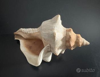 Grande Conchiglia Murice 15 cm Mediterraneo
