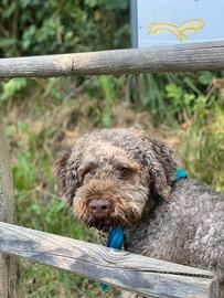 Lagotto romagnolo maschio