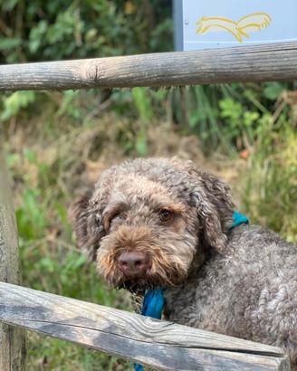 Lagotto romagnolo maschio