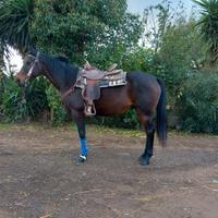 Incrocioquarterhorse