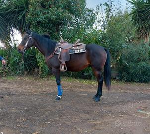 Incrocioquarterhorse