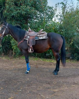 Incrocioquarterhorse
