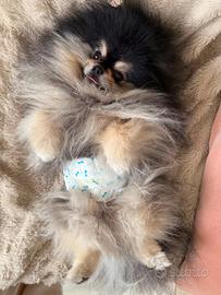 Pomerania nero focato per monta accoppiamento