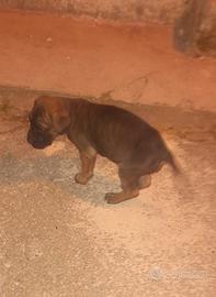 Cane corso