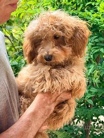 Cucciolo di barboncino Toy maschio