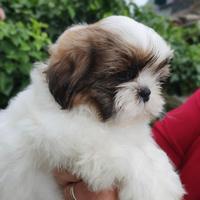 CUCCIOLI DI Shih Tzu