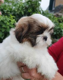 CUCCIOLI DI Shih Tzu