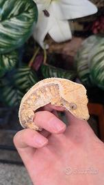 Geco Ciliatus 1.0