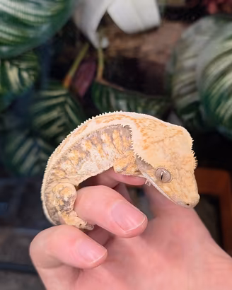 Geco Ciliatus 1.0