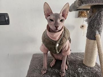 Donsphynx femmina