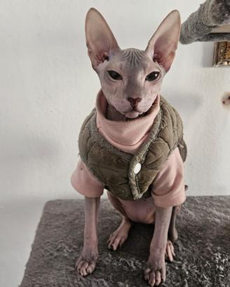 Donsphynx femmina