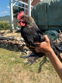 Galli
