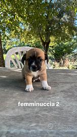 Cucciolo meticci