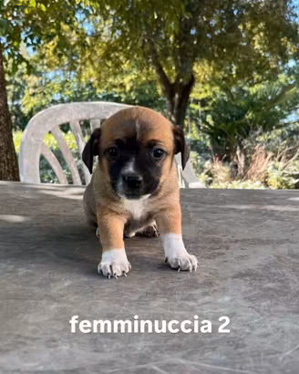 Cucciolo meticci