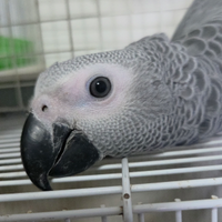 Cenerino coda rossa erithacus psittacus