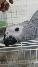 Cenerino coda rossa erithacus psittacus