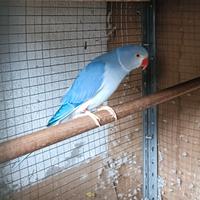 Parrocchetto dal collare Cleartail/opalino