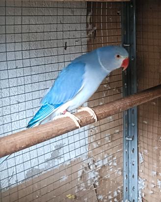 Parrocchetto dal collare Cleartail/opalino