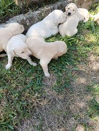 cuccioli di Golden retriever 