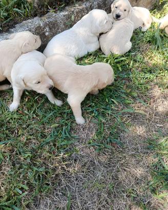 cuccioli di Golden retriever 