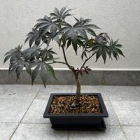 Acero Palmato pre bonsai