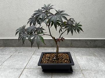 Acero Palmato pre bonsai