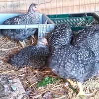 Livornesi nere o bianche e anche Plymouth amrock