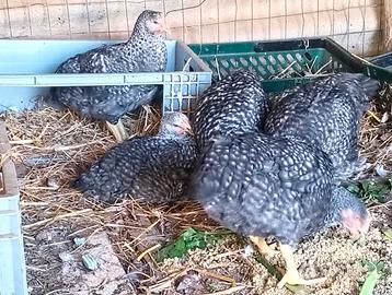 Livornesi nere o bianche e anche Plymouth amrock