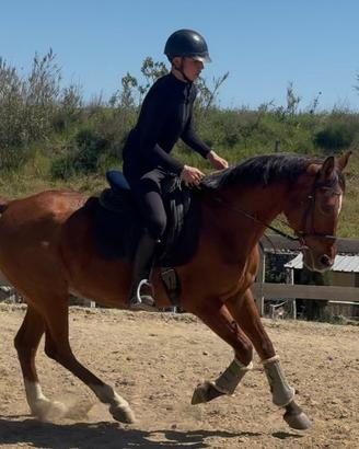 Cavallo Anglo-Araba