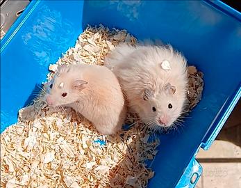 Cuccioli di criceti