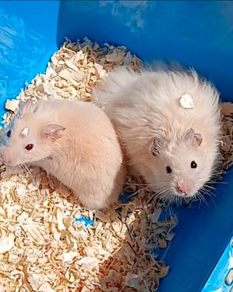 Cuccioli di criceti