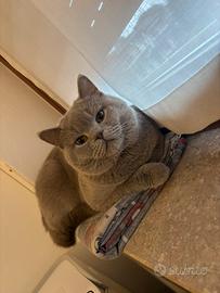 British shorthair