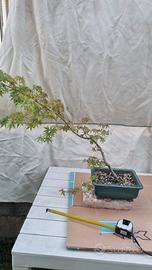 Pre bonsai acero palmato