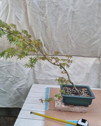 Pre bonsai acero palmato