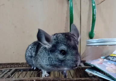 Cincillà ancestrale portatore di blu baby