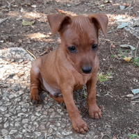 Pinscher nano color cervo cuccioli