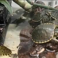 Tartarughine d'acqua