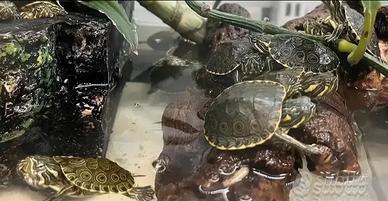 Tartarughine d'acqua