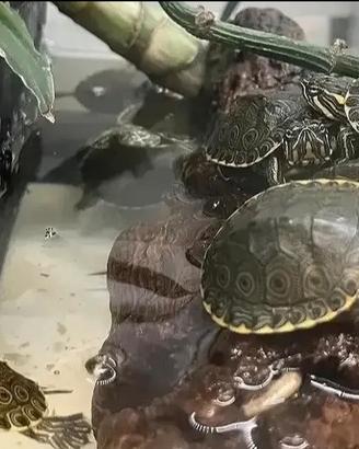 Tartarughine d'acqua