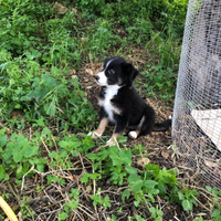 Cucciolo Border collie
