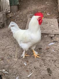 Gallo