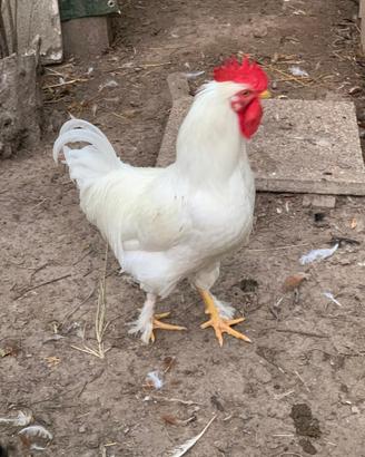 Gallo