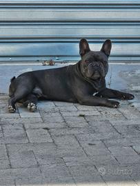 Bulldog francese