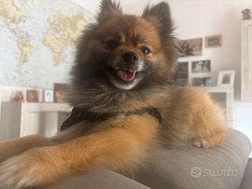 Volpino di pomerania