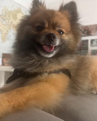Volpino di pomerania